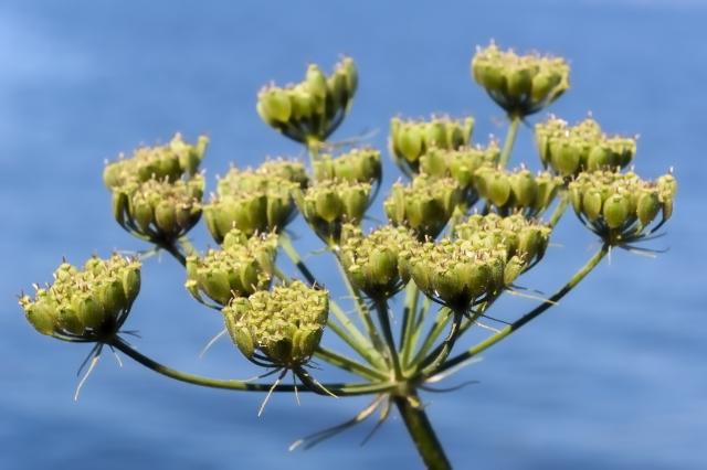Biljka koja jaèa potenciju i poboljšava varenje